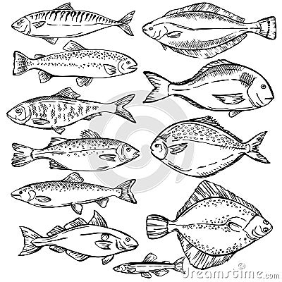 Seafood. Hand drawn sketch illustration of different fish. Vector Illustration