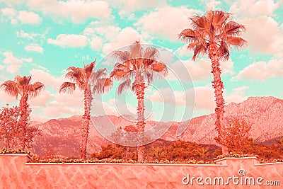 Seafront with coral tropical palms and turquoise sky. Stock Photo