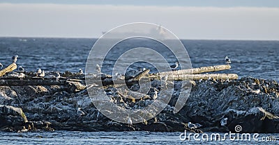 Seagauls of the at Haro Strait Stock Photo