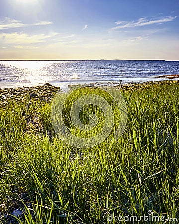 Seagrass on the beach with Baltic Sea in the background Stock Photo