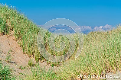 Seagrass, beach and sand dunes Stock Photo