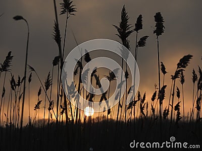 Seagrass in the sunset with the sun in the background Stock Photo