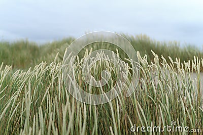 Seagrass Stock Photo