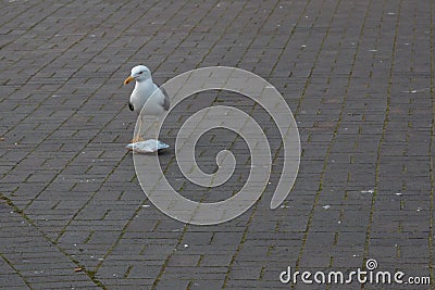 Seagul in Bristol with a bag of chips Stock Photo