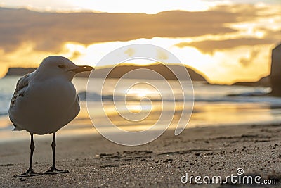 Seagul closeup standing in front of smiling sphinx rock at cathedral cove beach in hahei, coromandel, new zealand Stock Photo