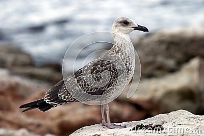 A seagull sitting on a rock Stock Photo