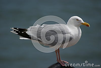 Seagull Stock Photo