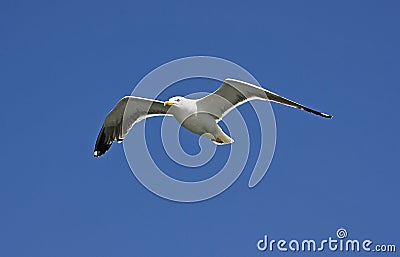 A Seagull Stock Photo