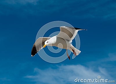 Seagull Stock Photo