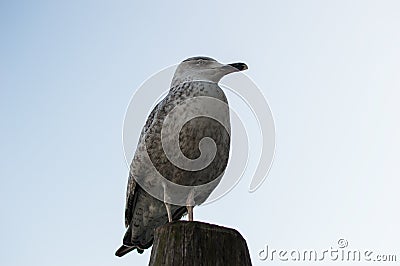 A seagull watches the horizon Stock Photo