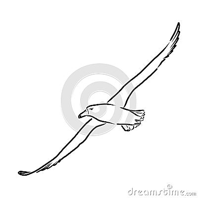 Seagull Albatross bird in flight with open wings sketch vector graphics black and white drawing Vector Illustration