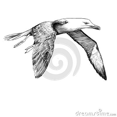 Seagull Albatross bird sketch vector Vector Illustration