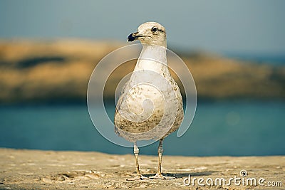 Seagull on the background of the ocean and sky Stock Photo