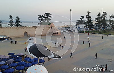 Seagull on the background of the square of Moulay Hassan in Essaouira, Morocco Stock Photo