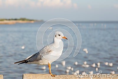 Seagull at Bangpu Stock Photo