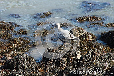 Seagull, beach bird at Hole in the Wall Beach, East Lyme COnnecticut Stock Photo