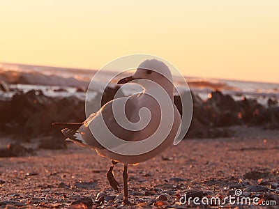 A seagull on the beach. The bird lost it`s left foot, which is hanging a a thin tread. Location: Sea Point, Cape Town. Backgroun Stock Photo