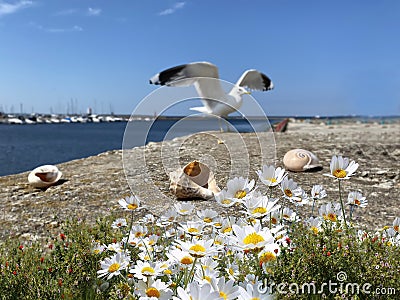 Seascape Wildflowers daisy seashell and wild flowers on stone at beach sea water splash and on horizon yach club harbor blu Stock Photo