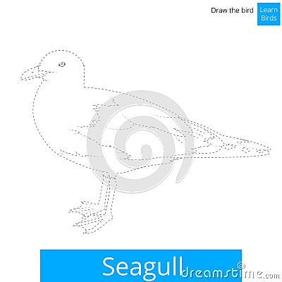 Seagull bird learn to draw vector Vector Illustration