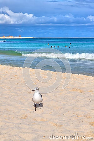 Seagull bird on the sandy beach in the Caribbean coast of Cancun, Mexico Stock Photo