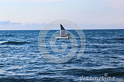 Seagull bird soaring over the blue waves Stock Photo