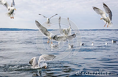 Seagull birds in food fight Stock Photo