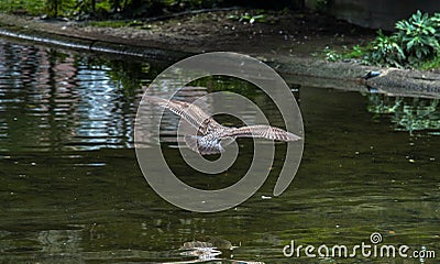 Seagull. Birds. Seagull birds flying in the sky over the pond Stock Photo