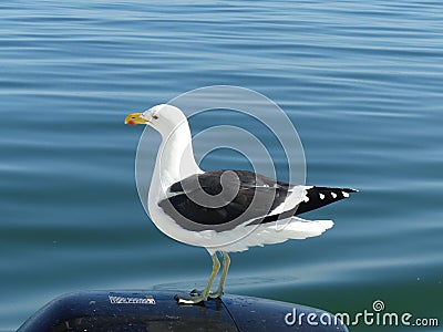 Seagull on the boat, Namibia Stock Photo