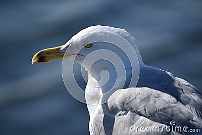 seagull boston castle island southe Stock Photo