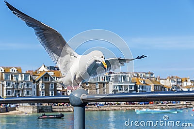 Seagull in a British seaside town setting Stock Photo