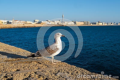 Seagull in Cadiz Stock Photo