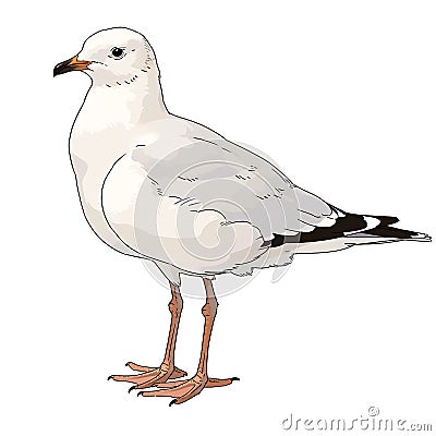 Seagull cartoon comic drawing , black outline, AI generated Stock Photo