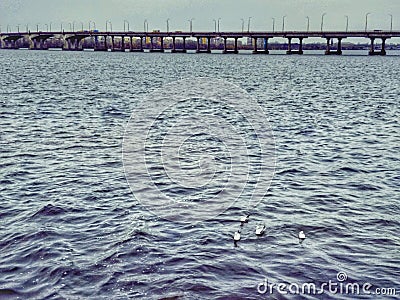 A seagull is cast over the river Dnieper. The city is immersed in gray haze. Bird in the middle of the water. Spring day. Stock Photo