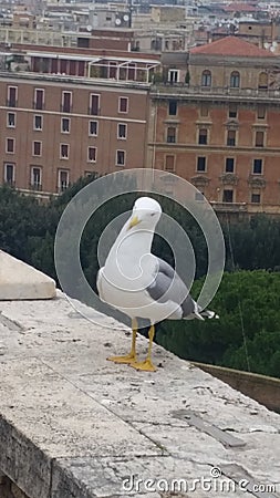 Seagull on Castel Sant'Angelo Stock Photo