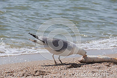 Seagull caught a big fish and eats it on the seashore Stock Photo