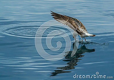 Seagull caught a fish 2 Stock Photo