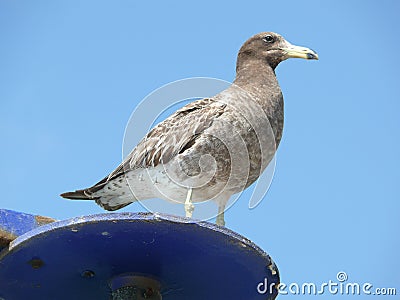 Seagull in Cerro Azul, Lima Stock Photo