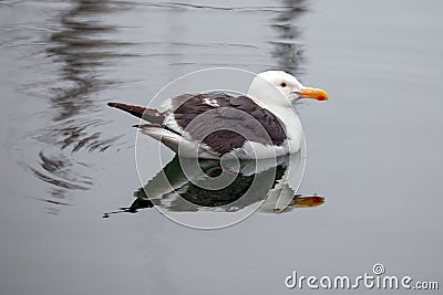 Seagull in Channel Islands Harbor in Oxnard California USA Stock Photo