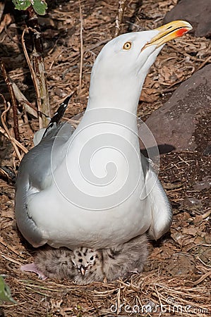 Seagull with chicks Stock Photo