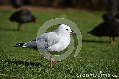 Seagull chillin on the lawn Stock Photo