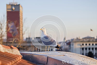 Seagull the city dweller Stock Photo