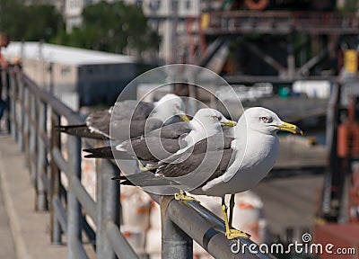 Seagull at the city port. Stock Photo