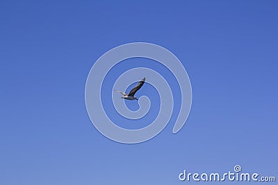 A seagull on a clear blue sky and the trail of a flying airplane. Minimalism. Flight of bird Stock Photo