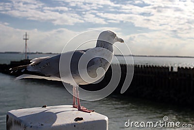 Seagull close up Stock Photo