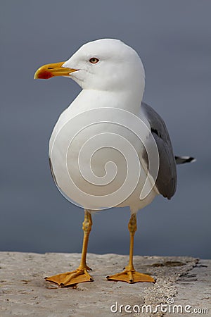 Seagull Stock Photo