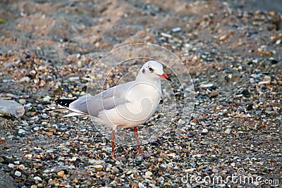 Seagull closeup on the beach Stock Photo
