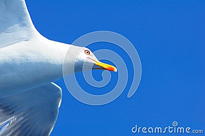 Seagull closeup Stock Photo