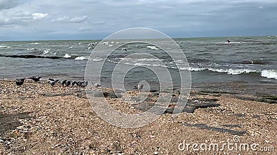 A seagull in a cloudy sky over the sea waves Stock Photo
