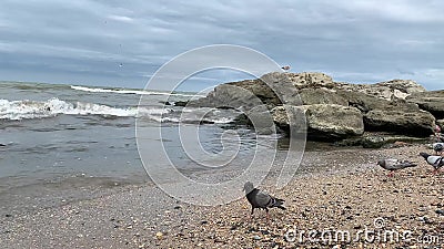 a seagull in a cloudy sky over the sea waves Stock Photo