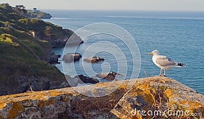 Seagull on the coast of the island of Belle Ile en Mer. France. Stock Photo